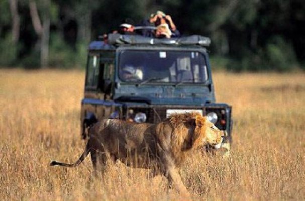 Peste 500 de români plătesc 1 milion de euro ca să vadă lei, gorile şi girafe în Africa